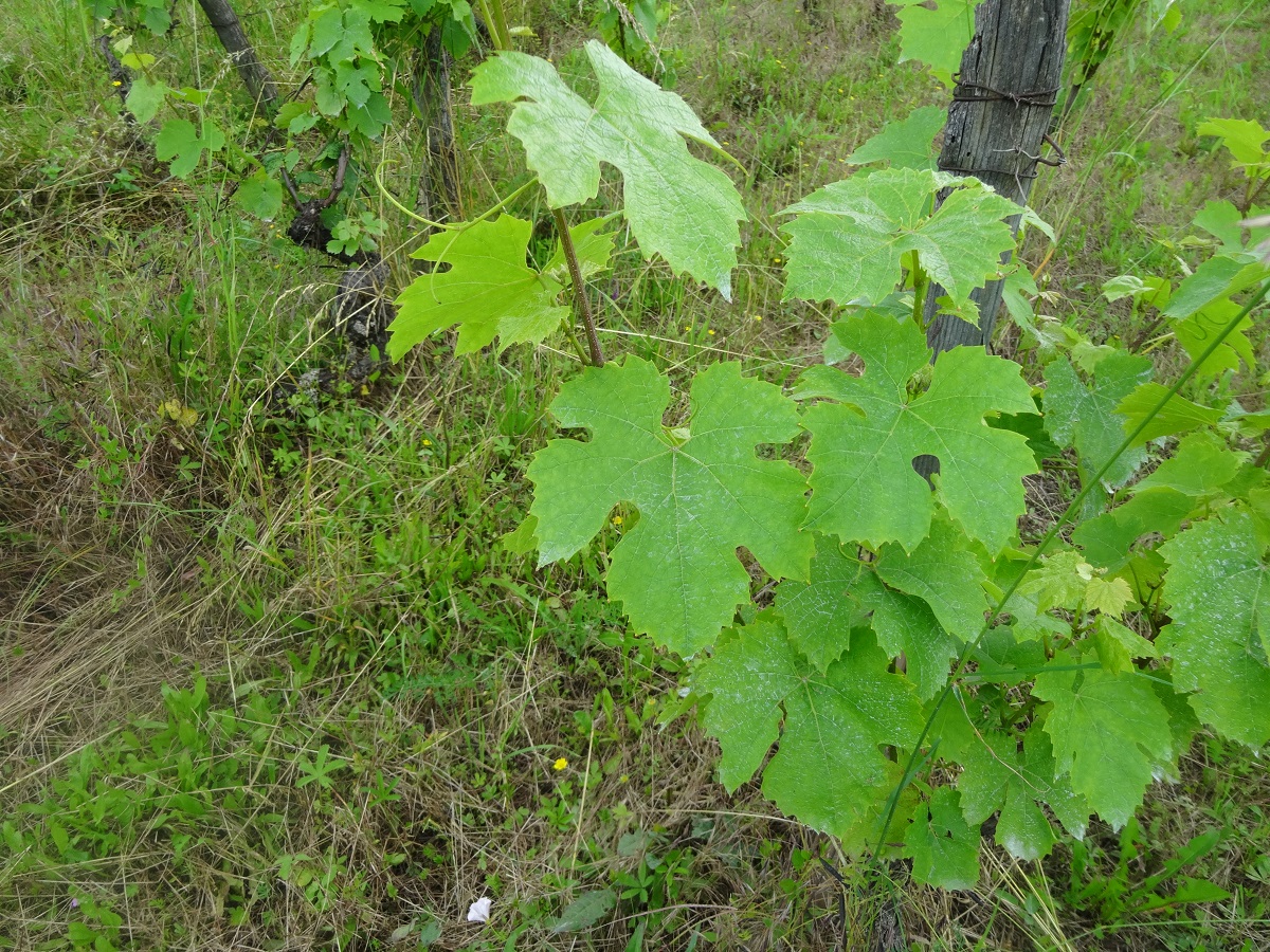 Vitis vinifera subsp. vinifera (Vitaceae)
